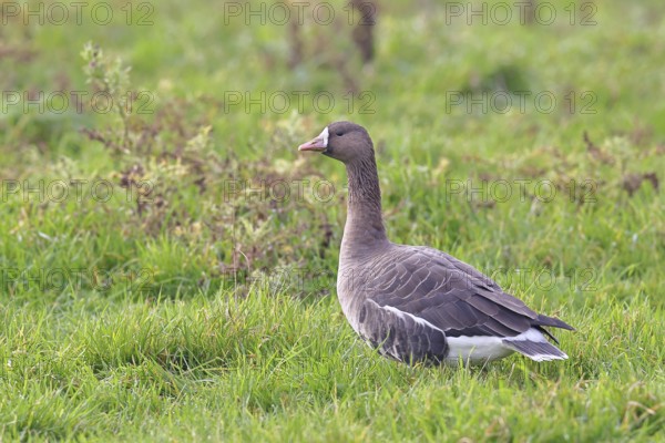 White-fronted goose (Anser albifrons), standing in a meadow in the wintering area, wildlife, Bislicher Insel nature reserve, Xanten, Lower Rhine, North Rhine-Westphalia, Germany
