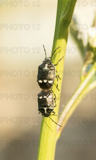 Two cabbage bugs (Eurydema oleracea) on the green stalk of a garlic rocket (Alliaria petiolata, syn.: Alliaria officinalis) during mating, macro photograph, natural, soft, warm light, old gravel pit Häcklingen, Lüneburg Heath, Lower Saxony, Germany