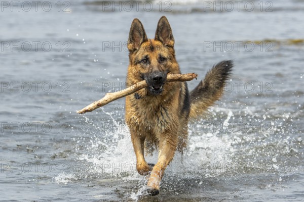 German Shepherd running along the St. Lawrence River, Dog with a piece of wood in its mouth, Gaspesie Region, Province of Quebec, Canada, North America