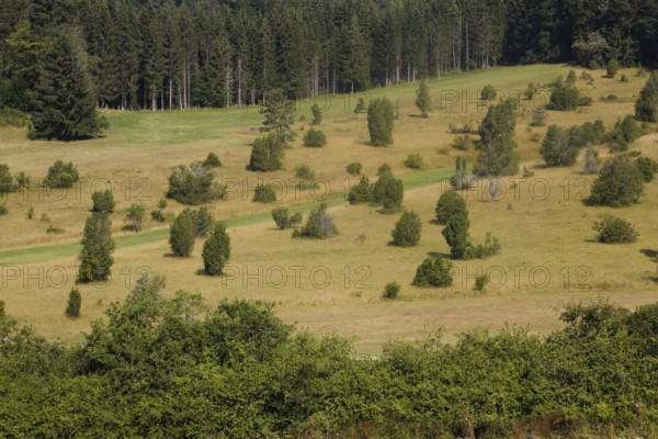Landscape, nature, trees, meadow, juniper heath, Digelfeld near Hayingen, Swabian Alb, Baden-Württemberg, Germany