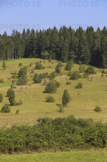 Landscape, nature, trees, meadow, juniper heath, Digelfeld near Hayingen, Swabian Alb, Baden-Württemberg, Germany