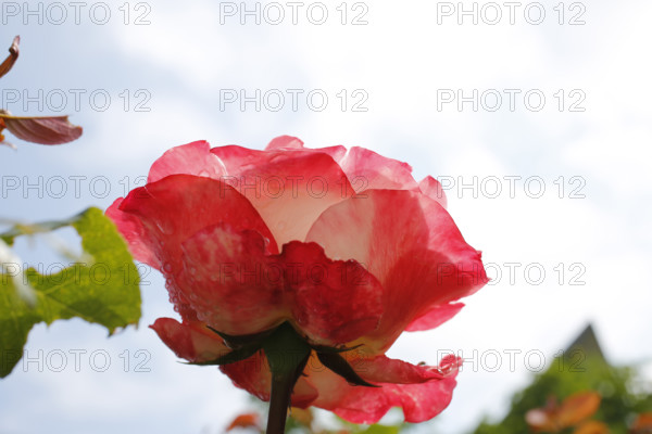 Rose (Rosa), cultivated rose, white and red blossom, leaves, garden, flowers, plants, water drop, raindrop, Reutlingen, Baden-Württemberg, Germany