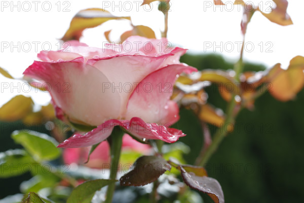 Rose (Rosa), cultivated rose, white and pink blossom, leaves, garden, flowers, plants, water drop, raindrop, Reutlingen, Baden-Württemberg, Germany