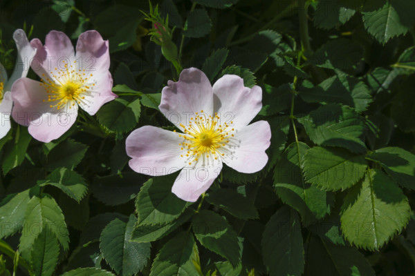 Dog rose (Rosa canina), dog rose, dog rose, heather rose, hag rose, blossoms, green leaves, garden, flowers, plants, spring bloomers, Reutlingen, Baden-Württemberg, Germany
