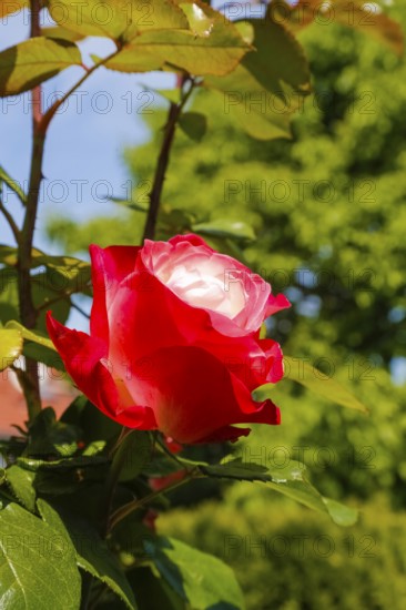 Rose (Rosa), cultivated rose, white and red blossom, green leaves, garden, flowers, plants, Reutlingen, Baden-Württemberg, Germany