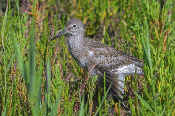 Injured common redshank (Tringa totanus) juvenile with broken wing hiding in glasswort vegetation in coastal saltmarsh, salt marsh in summer