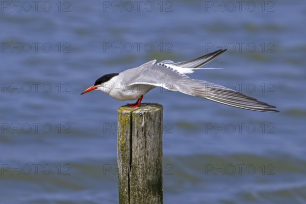 Common tern (Sterna hirundo) adult in breeding plumage perched on wooden pole and stretching wings along the North Sea coast in summer