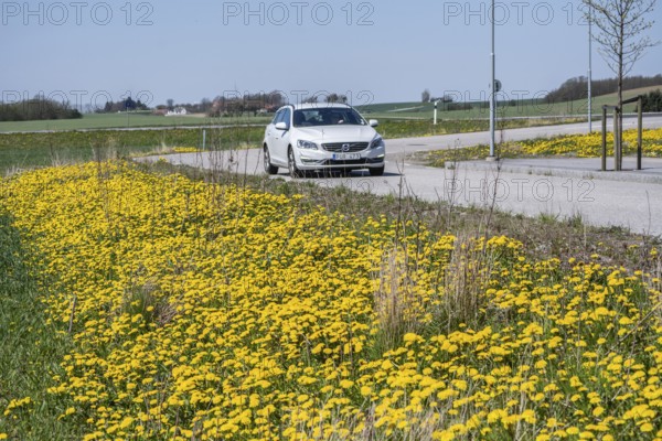 Dandelions in spring on the roadside and car on the road in Ystad, Skåne County, Sweden, Scandinavia