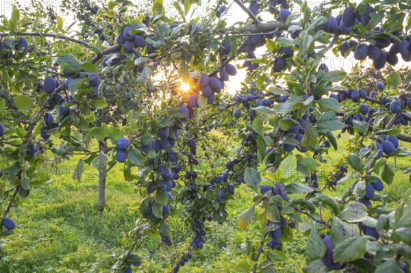 Plum tree in summer with ripe fruit and radiant sun star