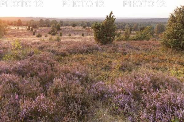 Beautiful sunset over the blooming heath on Wilseder Berg, Lüneburg Heath