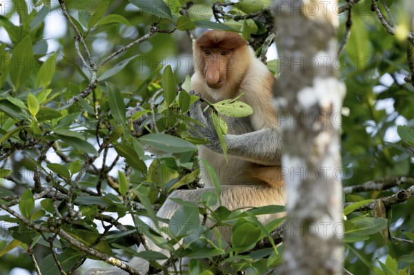 Proboscis monkey (Nasalis larvatus), Kilanas, Bandar Seri Begawan, Brunei-Muara, Brunei