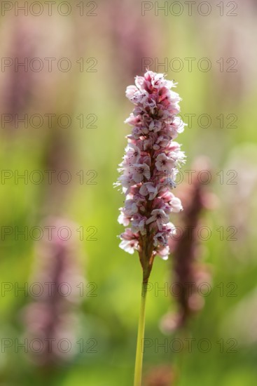 Snail knotweed (Bistorta affinis), Emsland, Lower Saxony, Germany