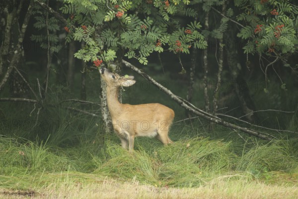 Roe deer (Capreolus capreolus) doe nibbling leaves and red berries of rowan (Sorbus aucuparia) Allgäu, Bavaria, Germany, Allgäu, Bavaria, Germany