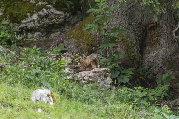 Adult marmot on the alpine meadow in front of the burrow on the Königsbachalm near Berchtesgaden