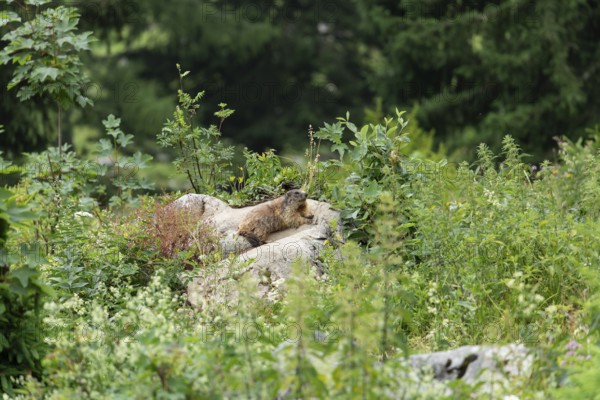 Marmot on the alpine meadow in front of the den on the Königsbachalm near Berchtesgaden