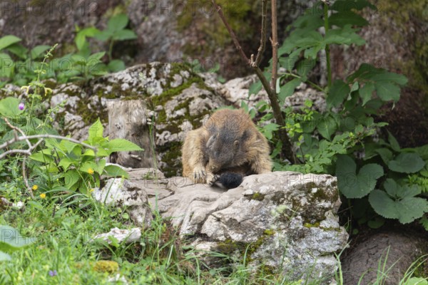 Adult marmot cleaning on the Königsbachalm near Berchtesgaden