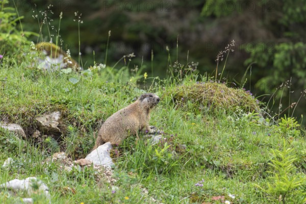 Young marmot on the alpine meadow in front of the burrow on the Königsbachalm near Berchtesgaden