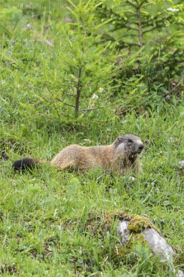 Young marmot on the alpine meadow in front of the burrow on the Königsbachalm near Berchtesgaden