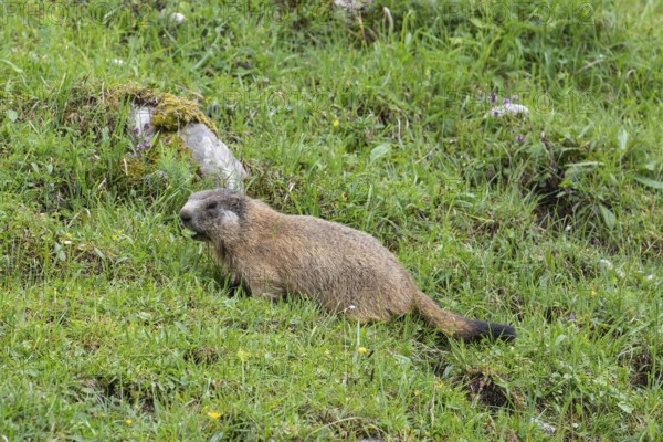 Young marmot feeding on the alpine meadow in front of the burrow on the Königsbachalm near Berchtesgaden