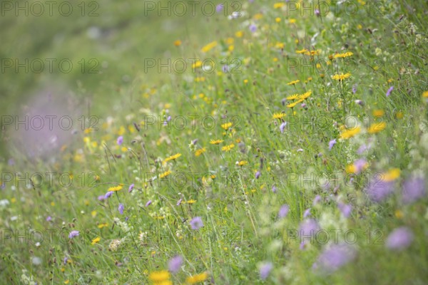 Blooming herb meadow on the alpine pasture in the Bavarian Alps