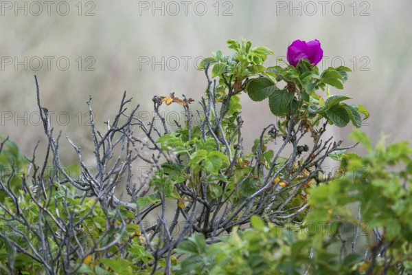 Dog rose (Rosa canina), Ringkøbing Fjord, Denmark