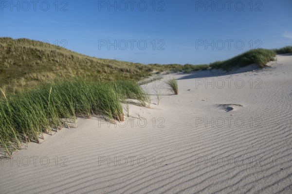 Sandy dune landscape, beach grass, blue sky, Hvide Sande, North Sea, Denmark