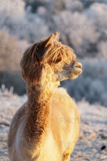 A white alpaca (Vicugna pacos) stands in the early morning light on a frozen meadow in hilly terrain. A forest covered in hoarfrost can be seen in the background. Captive, Germany