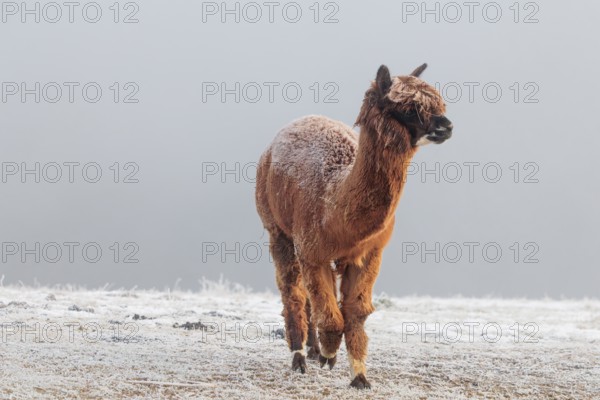 A brown alpaca (Vicugna pacos) stands in dense fog on a frozen meadow in hilly terrain. Captive, Germany