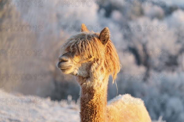 A white alpaca (Vicugna pacos) stands in the early morning light on a frozen meadow in hilly terrain. A forest covered in hoarfrost can be seen in the background. Captive, Germany