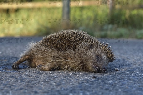 Roadkill... European hedgehog (Erinaceus europaeus), run over hedgehog lying dead on the road, run over by a car, species endangered by road traffic, native nature, Lower Rhine, North Rhine-Westphalia, Rhineland, Germany, Western Europe