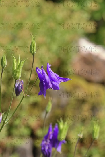 Columbine (Aquilegia vulgaris), blue flower in the garden, Wilnsdorf, North Rhine-Westphalia, Germany