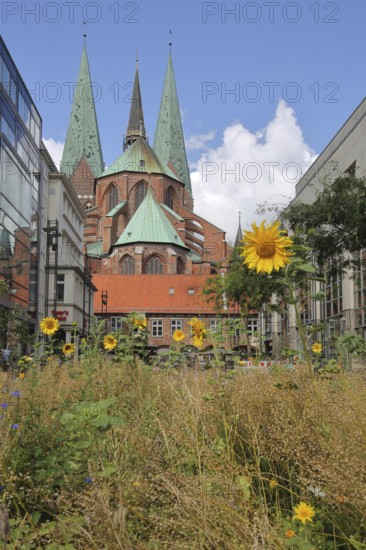 Schrangen and view of St. Mary's Church, ornamental plants, green area, sunflowers, Old Town, Lübeck, Schleswig-Holstein, Germany