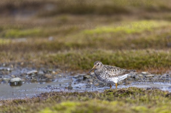 Black-legged stint (Calidris maritima) foraging, Aventdalen, Longyearbyen, Spitsbergen, Svalbard