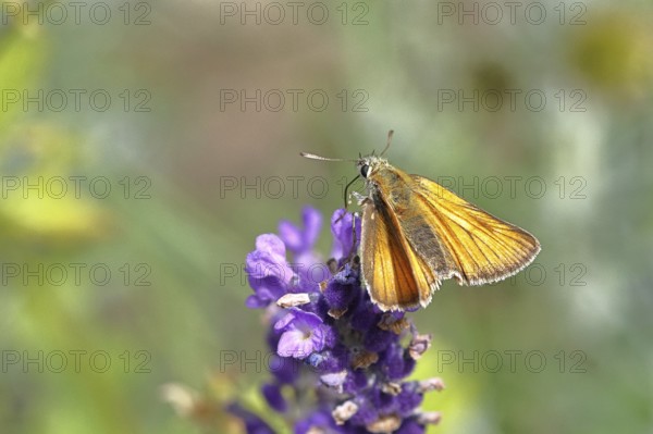 Large skipper (Ochlodes venatus), collecting nectar from a flower of Common lavender (Lavandula angustifolia), close-up, macro photograph, Wilnsdorf, North Rhine-Westphalia, Germany