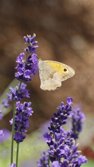 Meadow Brown (Maniola jurtina), on a lavender flower (Lavandula angustifolia), macro photograph, Wilnsdorf, North Rhine-Westphalia, Germany