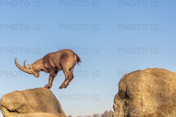 A male ibex (Capra ibex) leaps from rock to rock in the warm evening light. A blue sky can be seen in the background. Carinthia, Austria