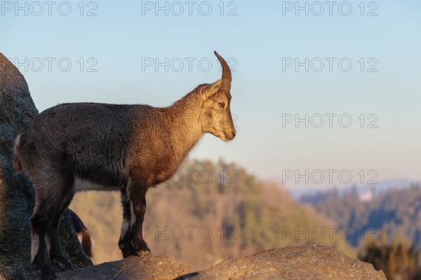 A female ibex (Capra ibex) stands on a rock in the warm evening light. A blue sky can be seen in the background. Carinthia, Austria