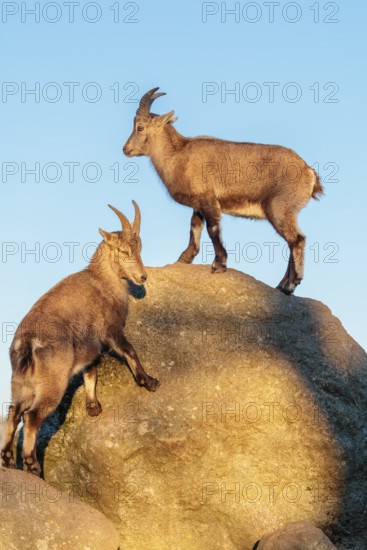 Two female ibex (Capra ibex) stand on a rock in the warm evening light. A blue sky can be seen in the background. Carinthia, Austria
