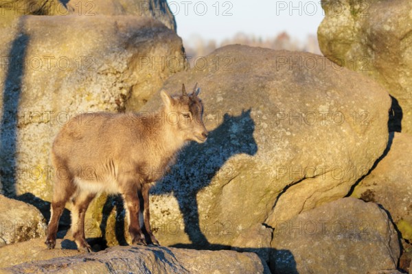 A female ibex (Capra ibex) stands on a rock in the warm evening light. Her shadow can be seen on the rock behind her. Carinthia, Austria