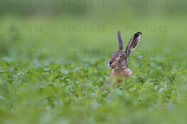Hello, who is this... European hare (Lepus europaeus), hare sits in a field, on a field, looks around suspiciously, but brightly mischievous, funny animal picture, native nature, Lower Rhine, North Rhine-Westphalia, Rhineland, Germany, Western Europe