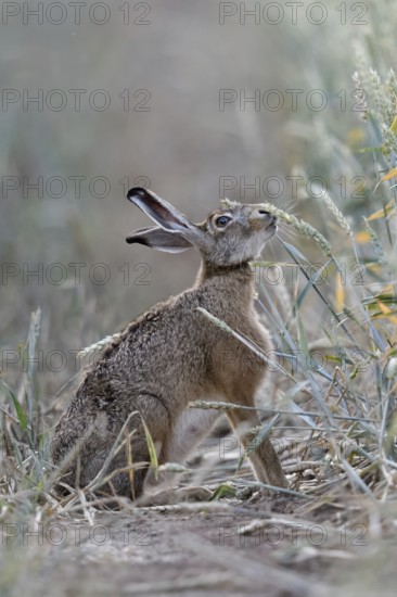 The hare likes it... Brown hare (Lepus europaeus) eats, nibbles from ripe wheat shortly in front of the harvest, funny animal pictures, native nature, Lower Rhine, North Rhine-Westphalia, Rhineland, Germany, Western Europe