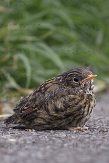 Fledgling... Dunnock (Prunella modularis), not yet fledged chick has left nest, sits seemingly lonely and abandoned at the roadside, but is still cared for by the adult birds, native nature, Lower Rhine, North Rhine-Westphalia, Rhineland, Germany, Western Europe