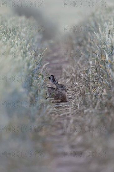 Quite cosy... European hare (Lepus europaeus), hare resting well hidden in a lane in a wheat field, native nature, typical picture, Lower Rhine, North Rhine-Westphalia, Rhineland, Germany, Western Europe