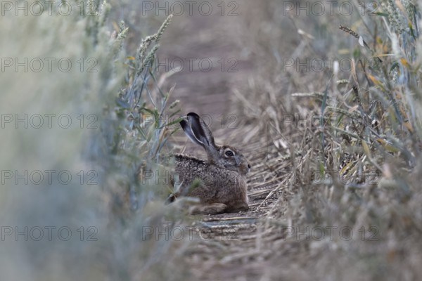 Quite cosy... European hare (Lepus europaeus), hare resting well hidden in a lane in a wheat field, native nature, typical picture, Lower Rhine, North Rhine-Westphalia, Rhineland, Germany, Western Europe