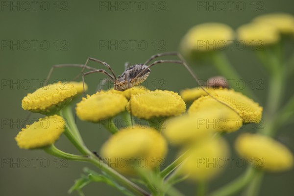 Weaver's garter (Phalangium opinio) on tansy (Tanacetum vulgare), Emsland, Lower Saxony, Germany