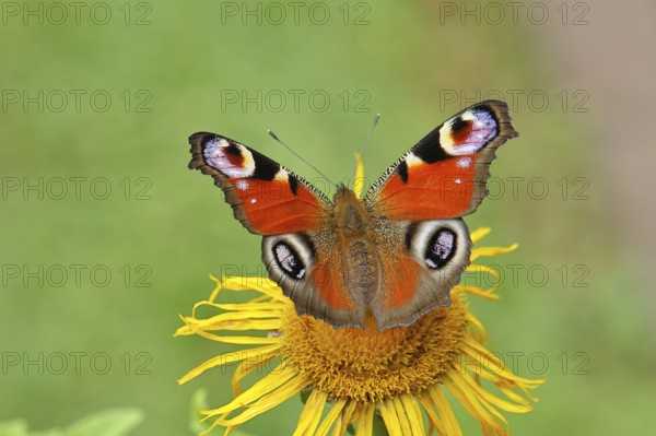 Peacock butterfly (Aglais io), on a yellow flower of a Great Telekie (Telekia speciosa), Wilnsdorf, North Rhine-Westphalia, Germany