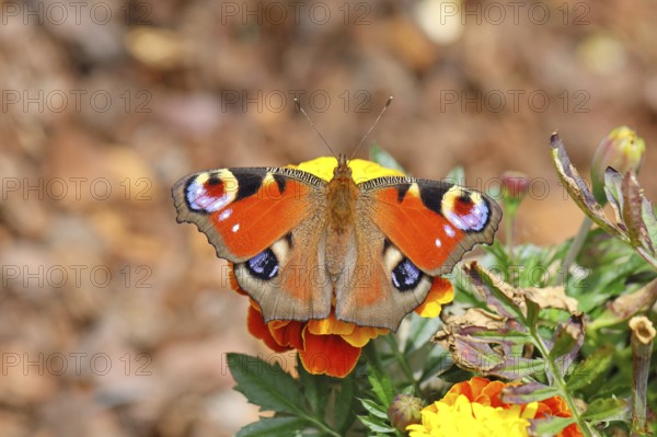 Peacock butterfly (Aglais io), on Tagetes erecta, Wilnsdorf, North Rhine-Westphalia, Germany