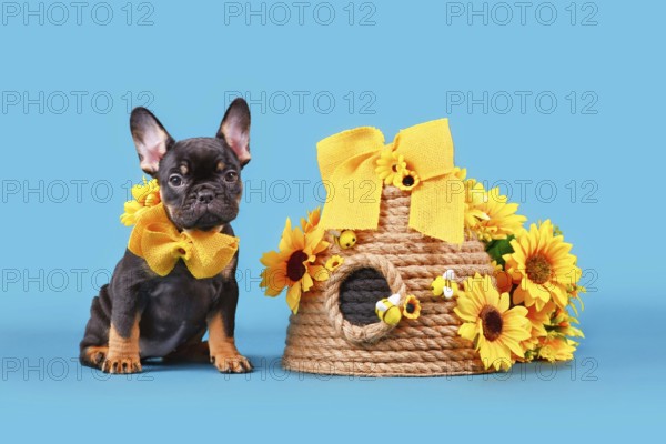 Black tan French Bulldog dog puppy ribbon collar sitting next to beehive and sunflowers on blue background