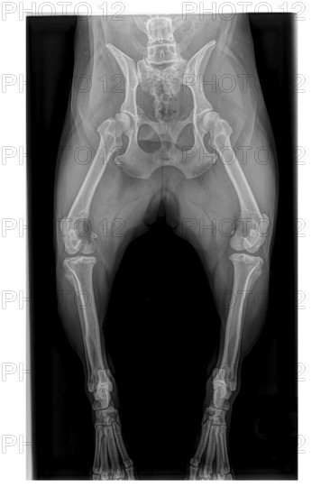 X-ray of French Bulldog dog showing osteosarcoma in upper right leg. Bone cancer diagnosis in canine limb