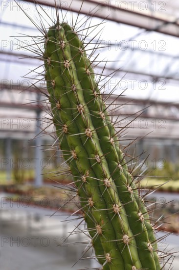 Close up of 'Leucostele Deserticola' cactus houseplant with long thorns